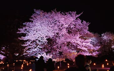 姫路城（イベント）に投稿された画像（2022/4/5）