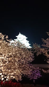 姫路城（イベント）に投稿された画像（2022/4/5）