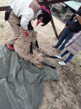 まかいの牧場に投稿された画像（2022/4/5）