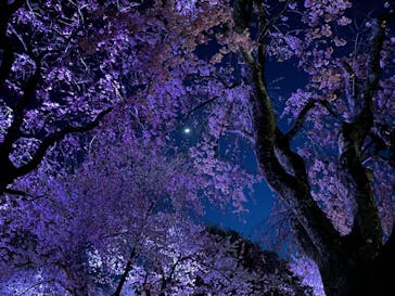 姫路城（イベント）に投稿された画像（2022/4/5）