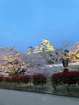 姫路城（イベント）に投稿された画像（2022/4/5）