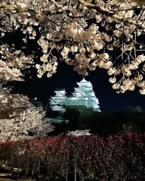 姫路城（イベント）に投稿された画像（2022/4/5）