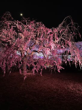 姫路城（イベント）に投稿された画像（2022/4/5）