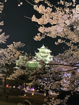 姫路城（イベント）に投稿された画像（2022/4/6）