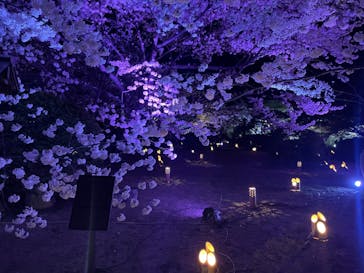 姫路城（イベント）に投稿された画像（2022/4/6）