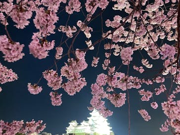 姫路城（イベント）に投稿された画像（2022/4/6）