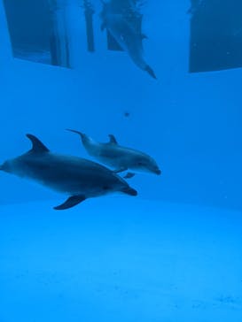名古屋港水族館に投稿された画像（2022/4/6）
