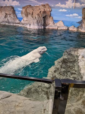 名古屋港水族館に投稿された画像（2022/4/6）