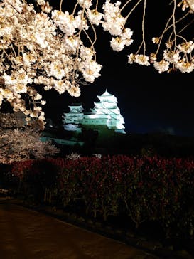 姫路城（イベント）に投稿された画像（2022/4/6）