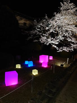 姫路城（イベント）に投稿された画像（2022/4/6）