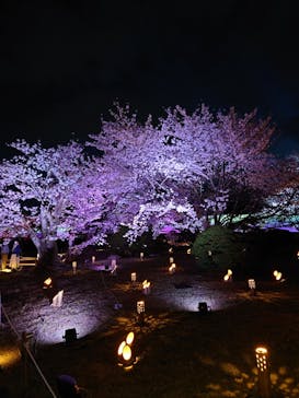 姫路城（イベント）に投稿された画像（2022/4/6）