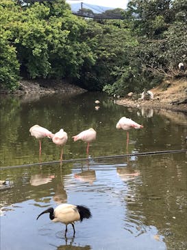 ネオパークオキナワに投稿された画像（2022/4/6）