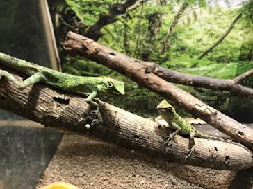 ネオパークオキナワに投稿された画像（2022/4/6）