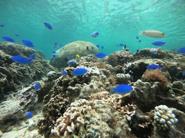 武藤潜水に投稿された画像（2022/4/6）