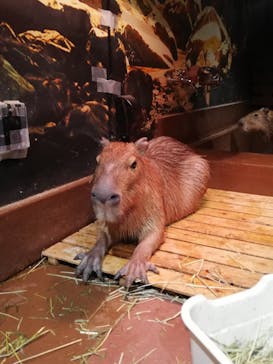 Moff animal world MARK IS みなとみらい店に投稿された画像（2022/4/6）