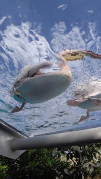 サンシャイン水族館に投稿された画像（2022/4/6）