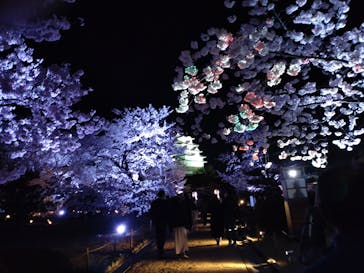 姫路城（イベント）に投稿された画像（2022/4/6）