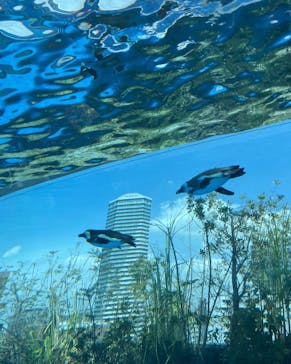 サンシャイン水族館に投稿された画像（2022/4/6）