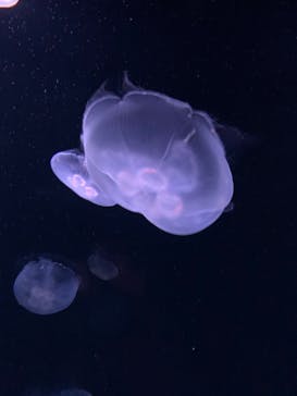 サンシャイン水族館に投稿された画像（2022/4/6）