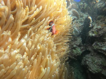 武藤潜水に投稿された画像（2022/4/6）