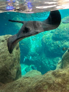 新江ノ島水族館に投稿された画像（2022/4/6）