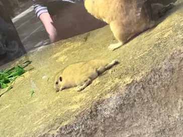 神戸どうぶつ王国に投稿された画像（2022/4/6）