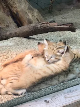 神戸どうぶつ王国に投稿された画像（2022/4/6）