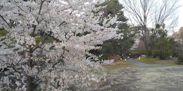 上方温泉 一休 京都本館に投稿された画像（2022/4/6）