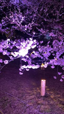 姫路城（イベント）に投稿された画像（2022/4/6）