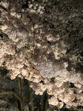 姫路城（イベント）に投稿された画像（2022/4/6）