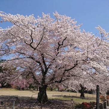 元離宮二条城に投稿された画像（2022/4/6）