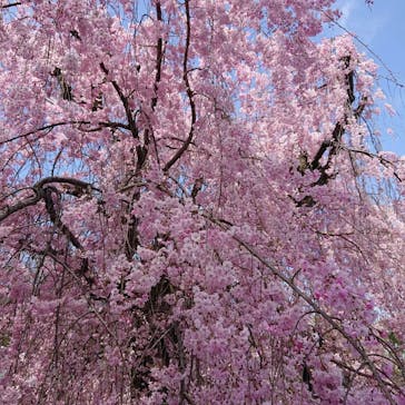 元離宮二条城に投稿された画像（2022/4/6）