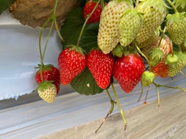 いちごはうす西脇に投稿された画像（2022/4/6）