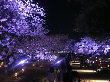 姫路城（イベント）に投稿された画像（2022/4/6）