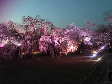 姫路城（イベント）に投稿された画像（2022/4/6）