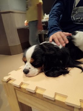 Moff animal world MARK IS みなとみらい店に投稿された画像（2022/4/6）