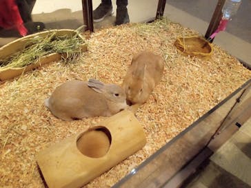 Moff animal world MARK IS みなとみらい店に投稿された画像（2022/4/6）