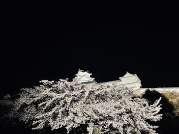 姫路城（イベント）に投稿された画像（2022/4/6）