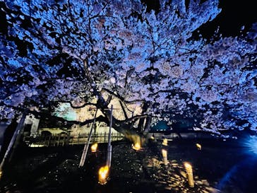 姫路城（イベント）に投稿された画像（2022/4/6）