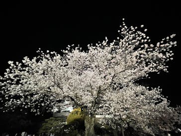 姫路城（イベント）に投稿された画像（2022/4/6）