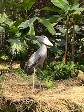神戸どうぶつ王国に投稿された画像（2022/4/6）
