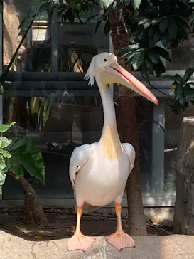 神戸どうぶつ王国に投稿された画像（2022/4/6）