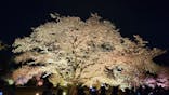 NAKED FLOWERS 2022 -桜- 世界遺産・二条城に投稿された画像（2022/4/6）