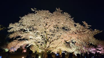 NAKED FLOWERS 2022 -桜- 世界遺産・二条城に投稿された画像（2022/4/6）