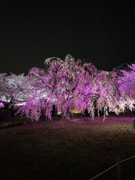 姫路城（イベント）に投稿された画像（2022/4/6）