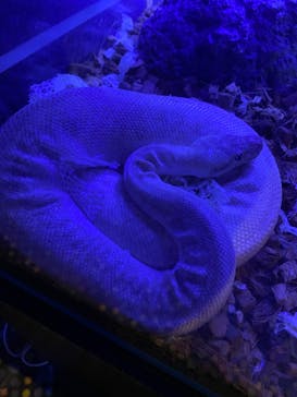 Moff animal world MARK IS みなとみらい店に投稿された画像（2022/4/6）