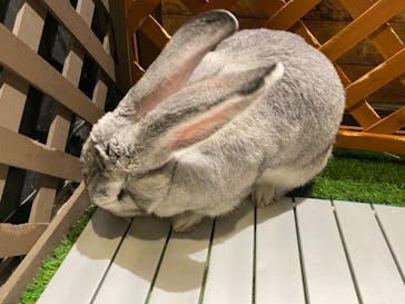 Moff animal world MARK IS みなとみらい店に投稿された画像（2022/4/6）