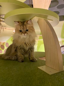 Moff animal world MARK IS みなとみらい店に投稿された画像（2022/4/6）