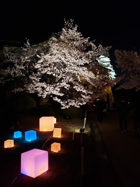 姫路城（イベント）に投稿された画像（2022/4/6）