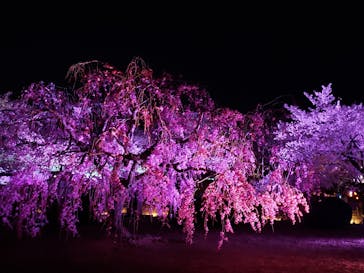 姫路城（イベント）に投稿された画像（2022/4/6）